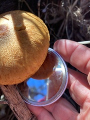 Gymnopilus allantopus