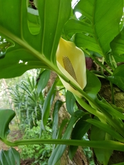Monstera dissecta