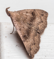 Phalaenostola eumelusalis