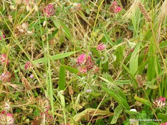 Anthyllis vulneraria iberica