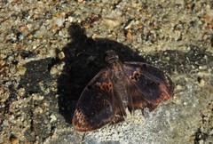 Chiomara mithrax