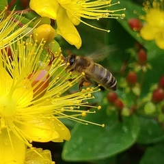 Apis mellifera
