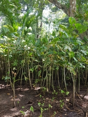 Montrichardia arborescens