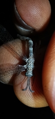 Neuroleon egenus