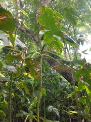 Montrichardia arborescens