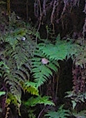 Chlorodrepanis stejnegeri