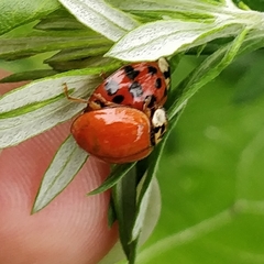 Harmonia axyridis