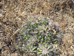 Ferocactus flavovirens