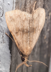 Phalaenostola eumelusalis