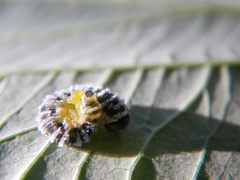 Macremphytus tarsatus