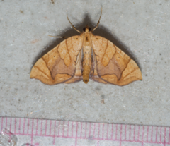 Eulithis diversilineata