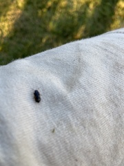 Glischrochilus quadrisignatus