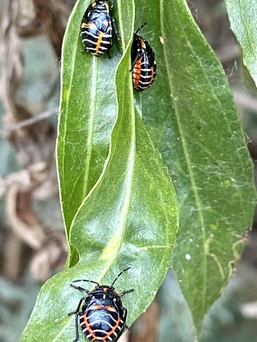 iNaturalist observation photo of Harlequin Bug