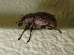 Barynotus obscurus