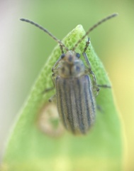 Ophraella notulata