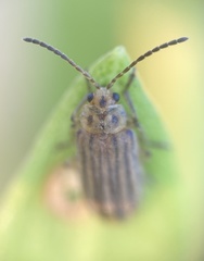 Ophraella notulata