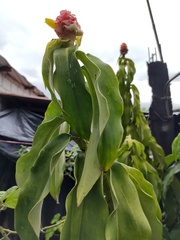 Costus scaber