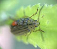 Ophraella notulata