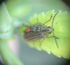 Ophraella notulata