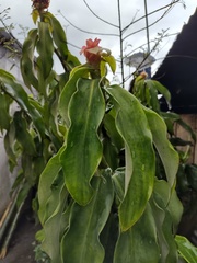 Costus scaber