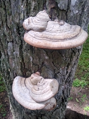 Ganoderma applanatum