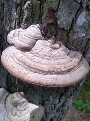Ganoderma applanatum