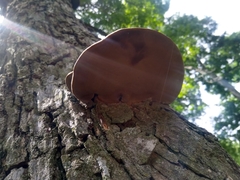 Ganoderma applanatum