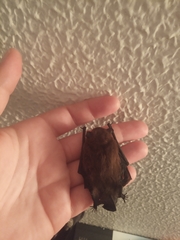 Pipistrellus maderensis