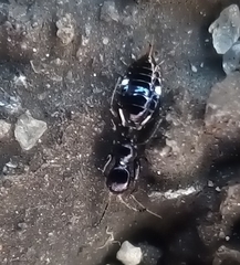 Compsothrips hookeri