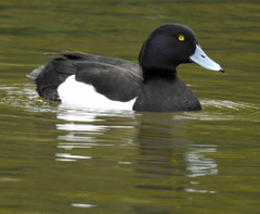 Aythya fuligula