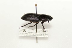 Dorcus parallelus