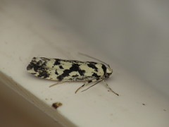 Lichenaula calligrapha