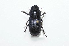 Dorcus parallelus