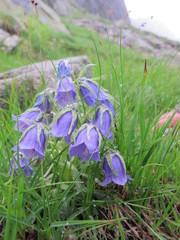 Campanula alpina