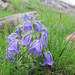 Alpine Bellflower - Photo (c) Grzegorz Grzejszczak, some rights reserved (CC BY-NC), uploaded by Grzegorz Grzejszczak