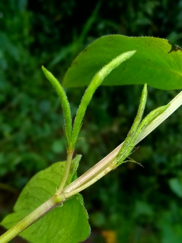 Catharanthus trichophyllus image