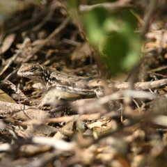 Liolaemus chacoensis
