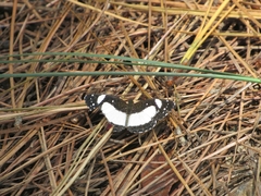 Janatella leucodesma