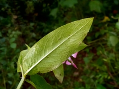 Catharanthus trichophyllus image