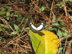 Janatella leucodesma