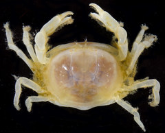 Fabia subquadrata