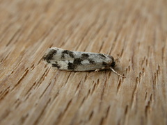 Lichenaula calligrapha