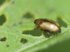 Psylliodes affinis