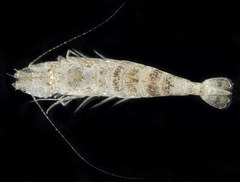 Crangon nigricauda