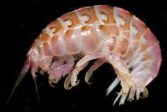 Parallorchestes trispinosa