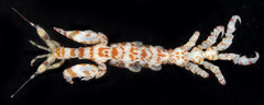 Caprella verrucosa