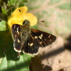 Dardarina tessellatus