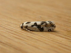 Lichenaula calligrapha