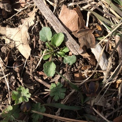 Viola arvensis