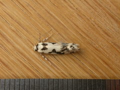 Lichenaula calligrapha